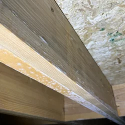 Mold