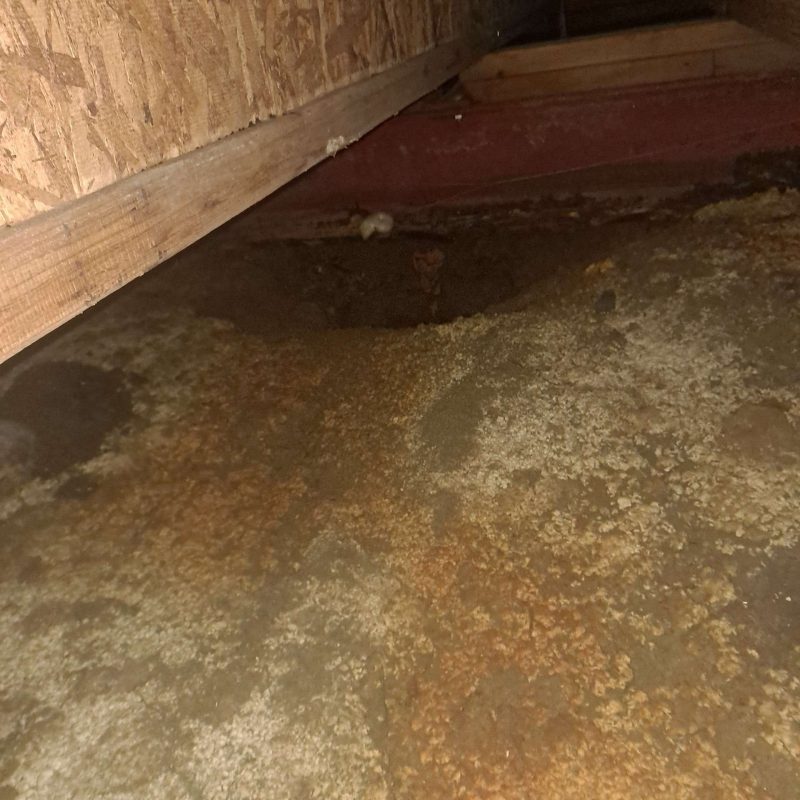 crawl space mold