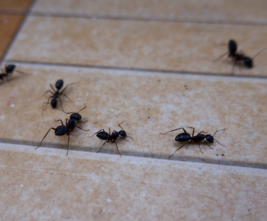 closeup-ants-floor